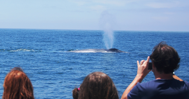 Whale Watching Los Angeles