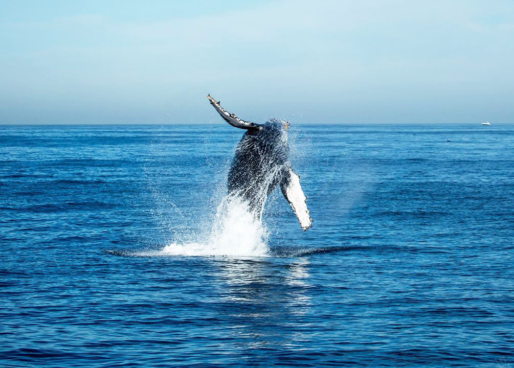 11036269_1529719480622197_8834539798133316529_o