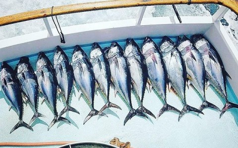 Fishing Charter Rentals 2017