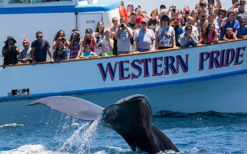 The Gray Whale Migration 2017