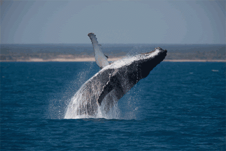 Blue Whale & Humpback Whale Watching Summer 2017