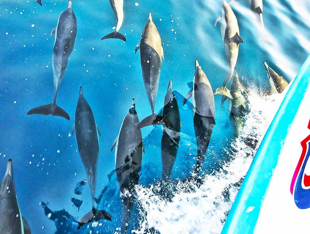 Dolphin Visit Newport Beach