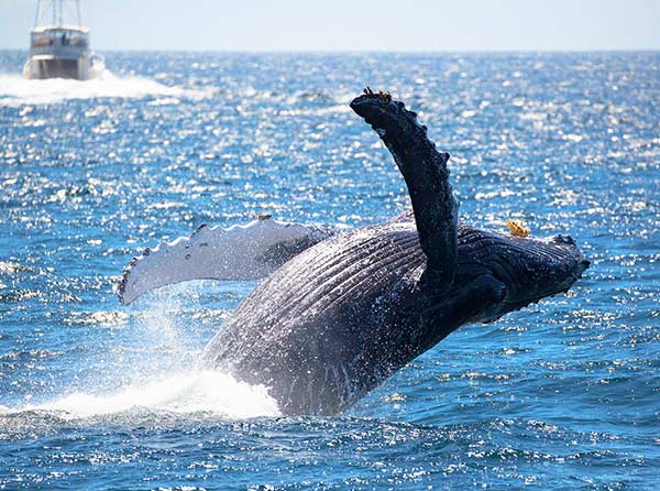 Whale Watching Near Los Angeles