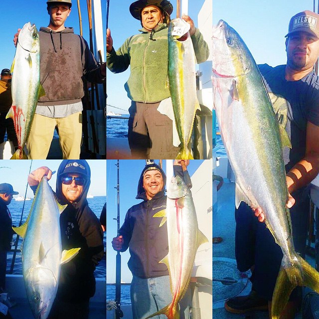 67 yellowtail + 1 barracuda + 1 halibut on the Thunderbird today! [30 Anglers / Location: San Clemente] #yellowtailfever #thunderbird #thunderbirdsportfishing #daveyslocker #sportfishing #deepseafishing #fishing #oc #newportbeach #orangecounty #photooftheday #picoftheday #follow #followme #socal #instadaily #instagood #instapic #vscocam #vsco #976tuna #gonefishing