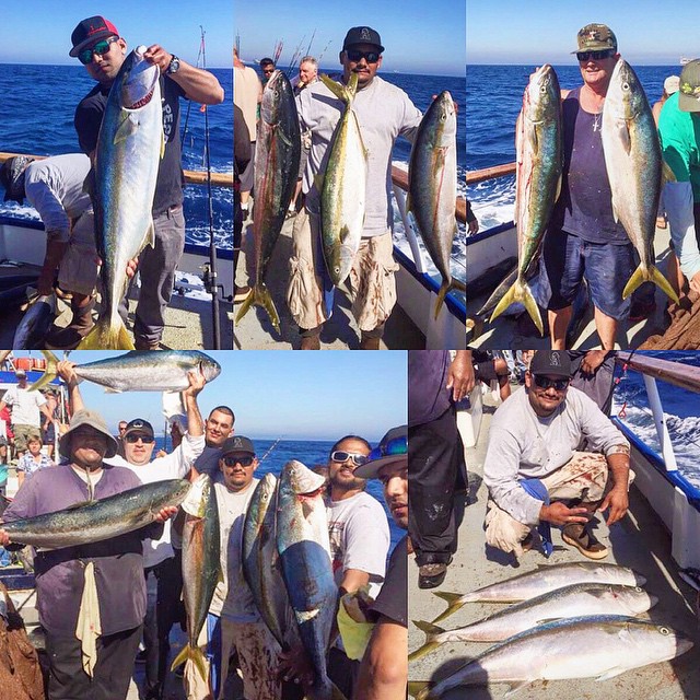 Amazing day out on Freelance yesterday -- 30 of the larger grade yellowtail and excellent bottom fishing. Have you come out to fish this season? #daveyslocker #summer #socal