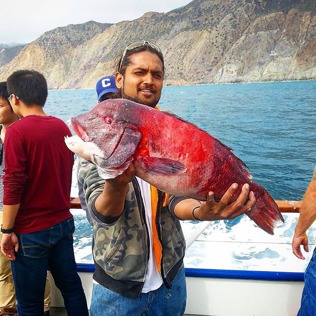 Fish count yesterday on our 3/4 day trip on the Freelance: 2 yellowtail, 21 sheephead, 110 rockfish, 31 red snapper, 11 bocaccio, 88 whitefish, 1 blue perch  #daveyslocker #seasonishere #springbreak #elnino #gonefishing (photo posted by Avneet)