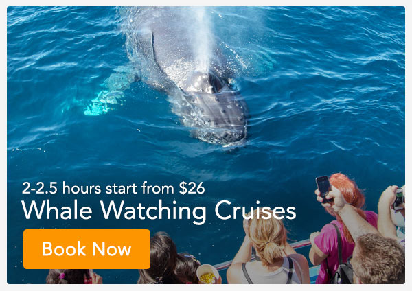 Whale Watching For Greater Los Angeles Area Reservations Whale Watching Newport Beach