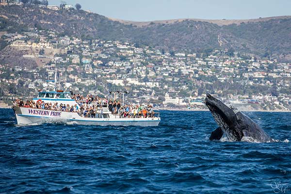 Greater Los Angeles Whale Watching Fishing Davey S Locker Los Angeles Visitors Whale Watch