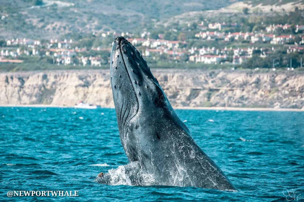 Greater Los Angeles Whale Watching Fishing Davey S Locker Newport Beach Humpback Whale