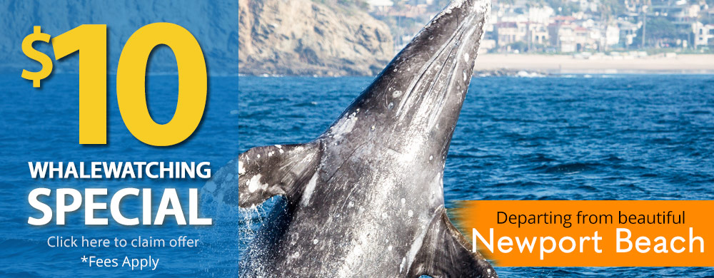 Whale Watching Long Beach $10 Visitor & Resident Special
