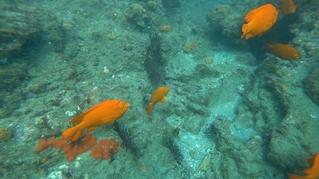 Join us for a deep dive with @deeptrekker in the MPA off of Crystal Cove!This specialized ROV allows us to explore our beautiful California reefs and marine life without having to brave to cool waters along our coast.. . ....#newportbeach #newportcoast #newportharbor #explore #garibaldi #sheepshead #dive #fish #science #deeptrekker #deeptrekkerfamily #rov #coastal #crystalcove #mpa #californiaunderwater #californialife #marinebiology #oceanography #whalewatching