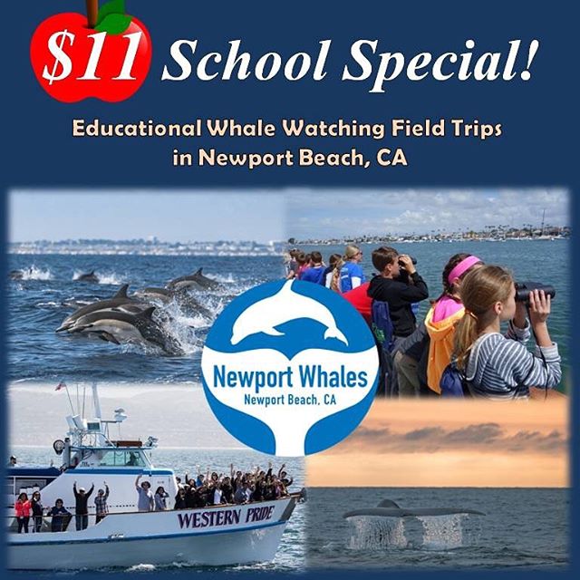 School groups can join us ALL YEAR for a special discounted rate of $11.00 per person! The school year has started, so why not get out on the water for a fantastic educational field trip? Contact one of our education staff members at Newport Whales to get details and reserve your whale watch cruise with us today! Contact us at 949-675-0551 or email: jessica@newportwhales.com#school #education #whalewatch #newport #newportbeach #ocean #fieldtrip #orangecounty #teacher #publicschool #privateschool #homeschool #backtoschool @riversideunified @los.angeles.unified.school @orangeusd @homeschoolcollective @socalfieldtrips @fieldtrip.la @fulltime_fieldtrip @fieldtripsociety @visitorangecounty @momsorangecounty @orangecountymagazine @orangecounty @orangecountymoms @oc.homeschool.mom @OC momblog