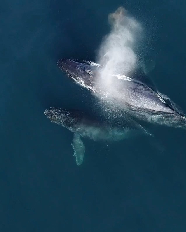 Did you know that baby whales whisper with their mothers? These quiet conversations help the pair avoid predators like orcas. This week we will highlight some of the amazing animal babies we get to see right here in Newport Beach. Video by photographer, Kristin. *** ****** #newportbeach #bbcearth #roamtheplanet #ourplanetdaily #earthfocus #whales #thegreatplanet #wildlifephotography #discoverocean #animallovers #whalewatching