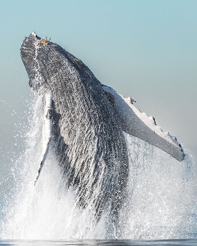 We are soaring into summer! Memorial Day weekend officially kicks off summer and it was a gorgeous weekend in Newport Beach. We are optimistic things will start looking up! Incredible photo from our archives taken by @chelseamayerphotography