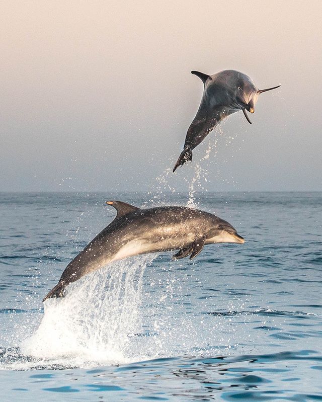 Is it summer yet?! These bottlenose dolphins share our excitement for the changing season! Bring on the sunny skies and ocean breeze! Photo by Delaney Trowbridge @seataceans ********#ocean #oceanlife #sea #seacreatures #sealife #nature #nature_org #createyourstory #earthpix #outdoor#wildlife #adventure #adventuretime #bucketlistideas #bucketlistadventures #dolphins #exploremore #newportbeach #oragencounty #whalewatching